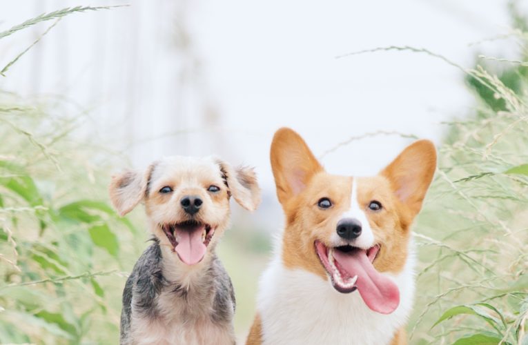 Preventing Home Dog Fights in Montgomery