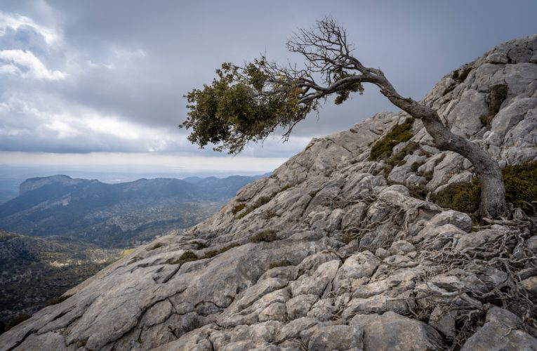 Montgomery: The Importance of Resilience in Overcoming Trauma